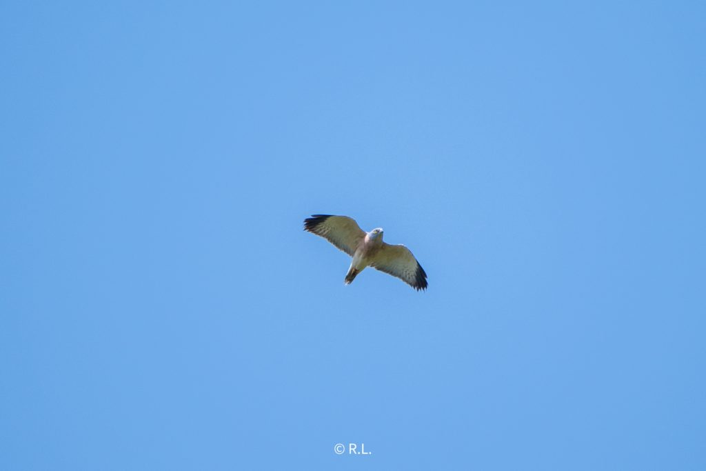 赤腹鹰Chinese Sparrowhawk