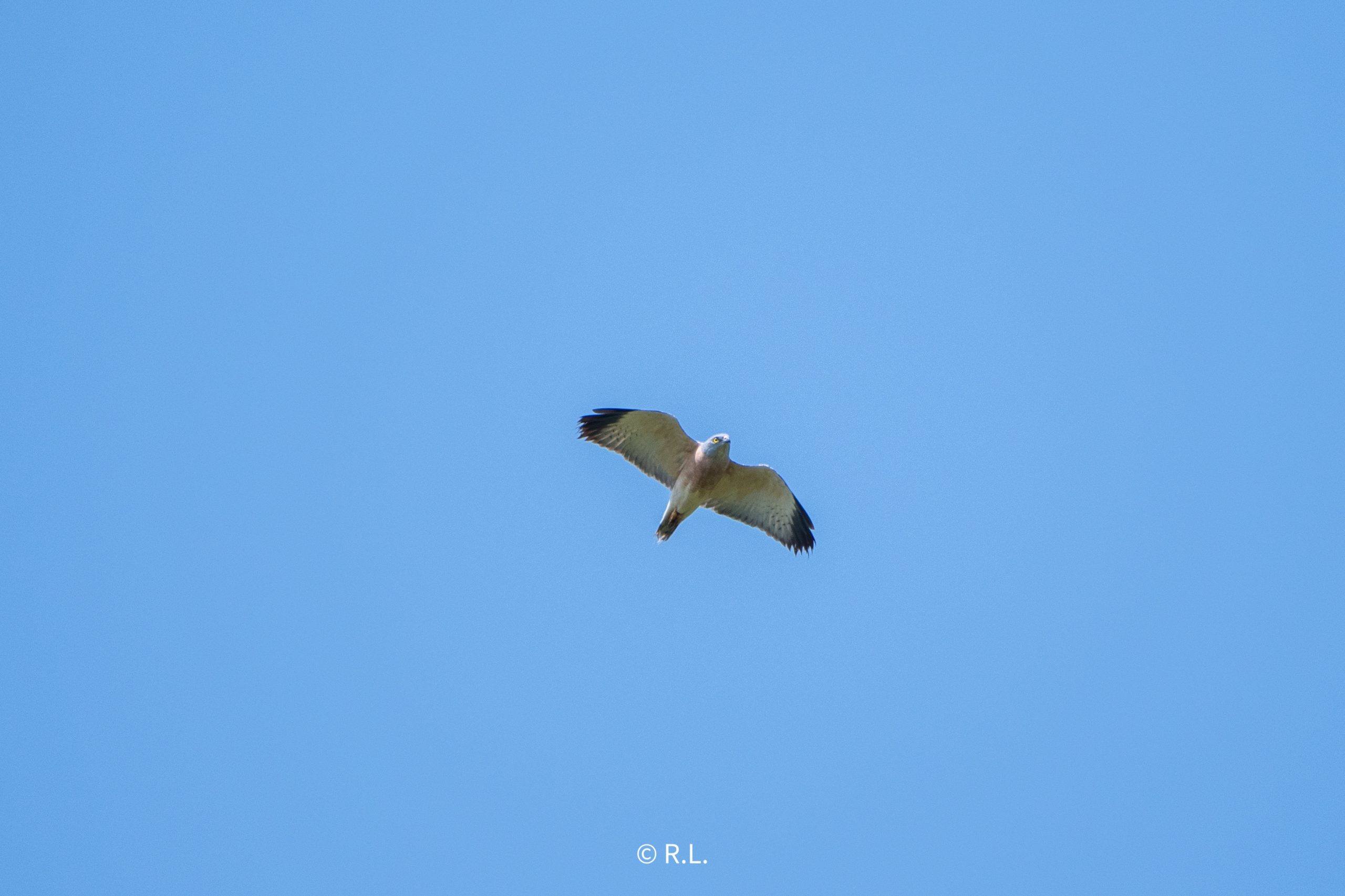 赤腹鹰Chinese Sparrowhawk