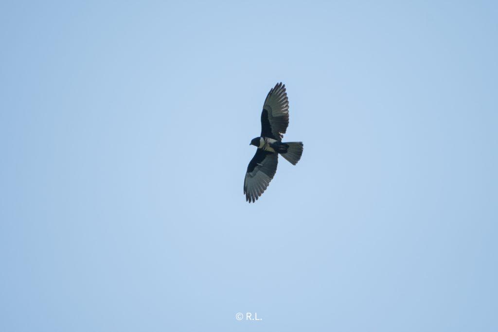 20210501,黑冠鹃隼, 牌坊沟水库, 彭州