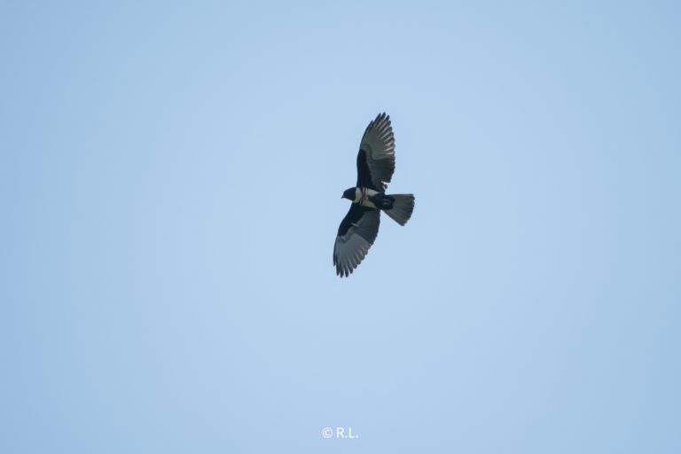 20210501,黑冠鹃隼, 牌坊沟水库, 彭州