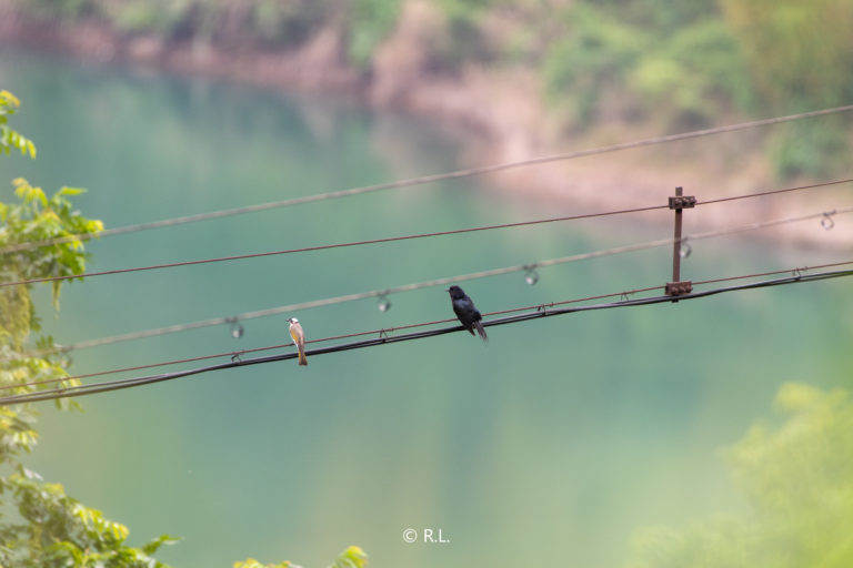 20210523白头鹎, 牌坊沟水库, 彭州, 乌鹃