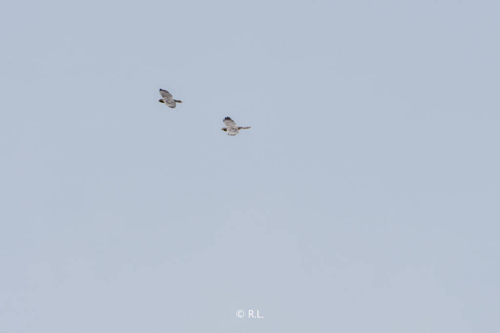 赤腹鹰Chinese Sparrowhawk