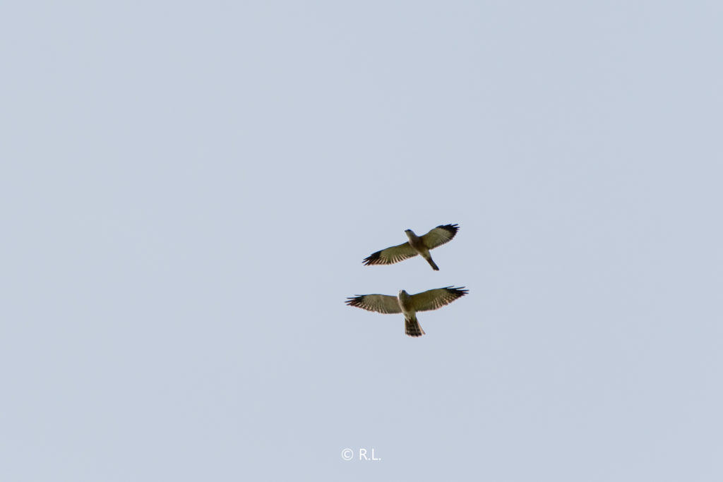 赤腹鹰Chinese Sparrowhawk