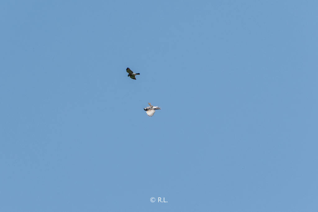赤腹鹰Chinese Sparrowhawk