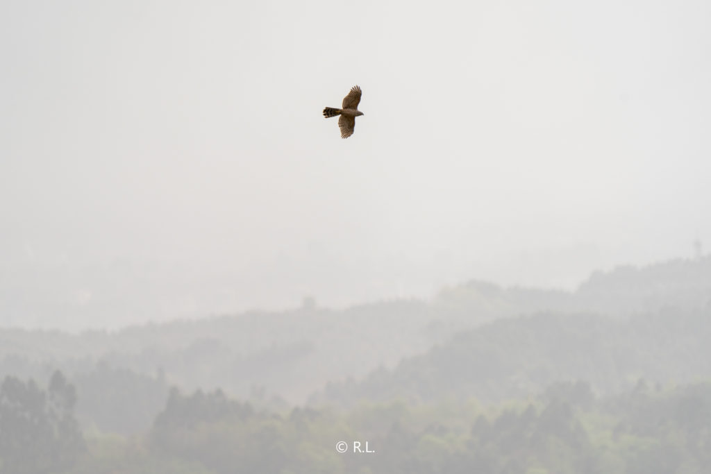 20210321苍鹰, 彭州, 熙玉村, 幼