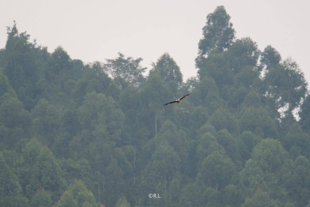 20201018关口老大桥, 牛心山, 彭州, 靴隼雕