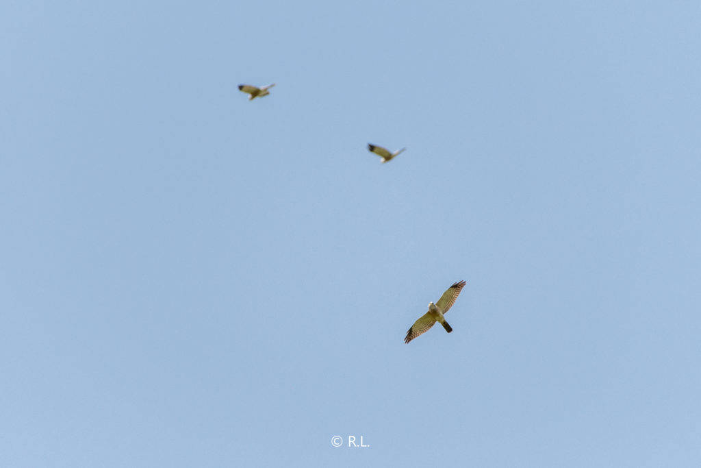 赤腹鹰Chinese Sparrowhawk