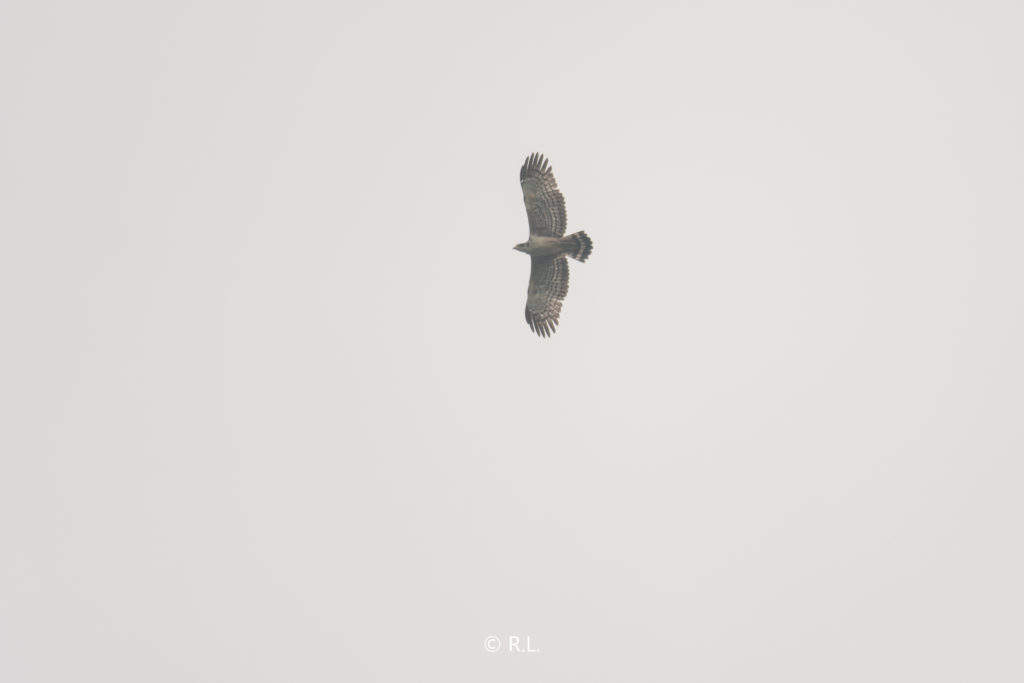 20201007牛心山, 彭州, 蛇雕, 幼