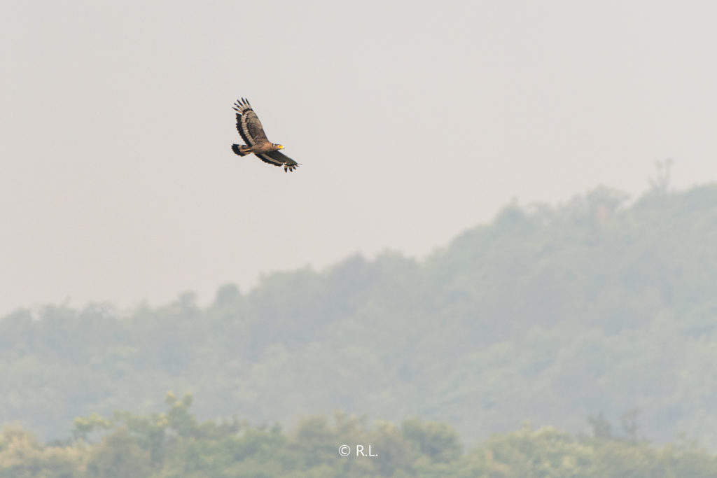 20200531牌坊沟水库, 彭州, 蛇雕