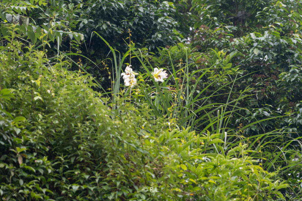 20210626彭州, 石河水库, 宜昌百合