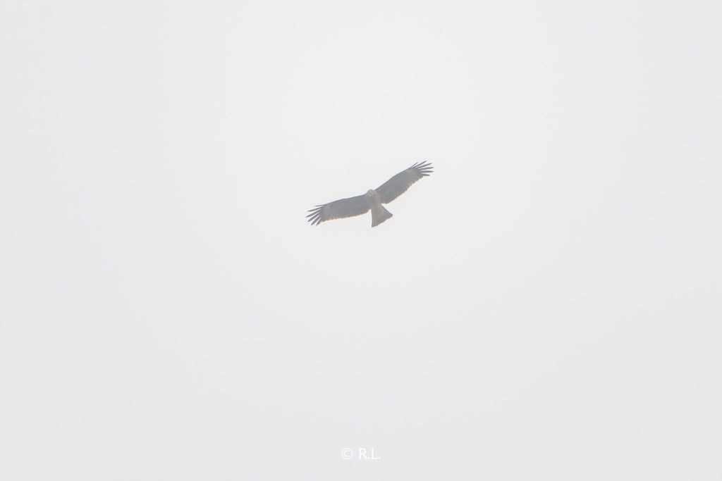 黑鸢