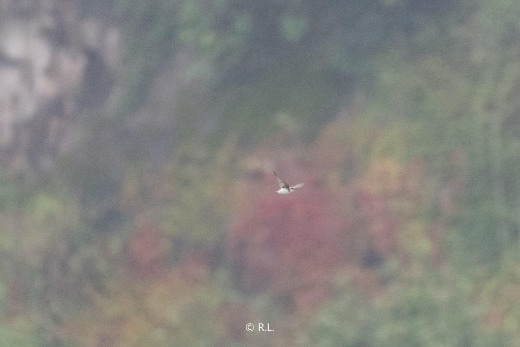 20211009淡色沙燕, 牛心山, 彭州