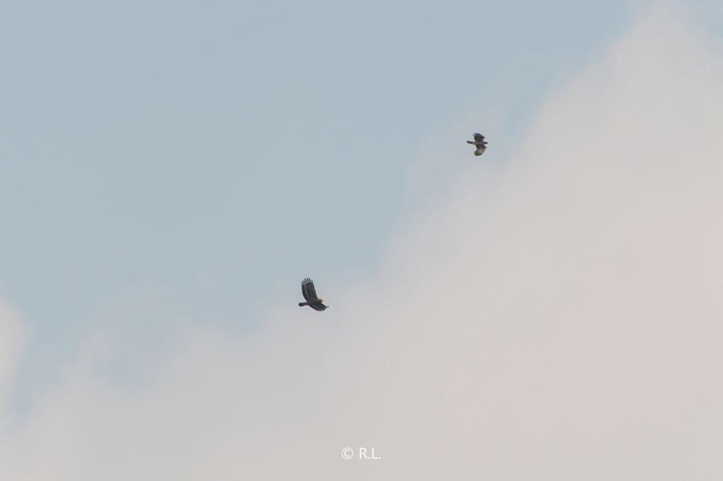 20210921东河水库, 凤头蜂鹰, 彭州, 蛇雕