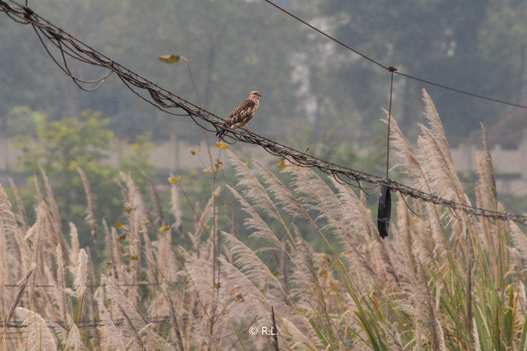 20191117广汉, 普通鵟, 鸭子河马井段