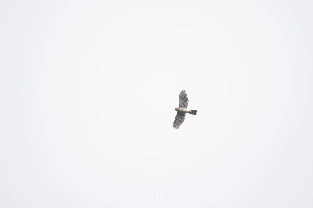 20211002东河水库, 彭州, 松雀鹰