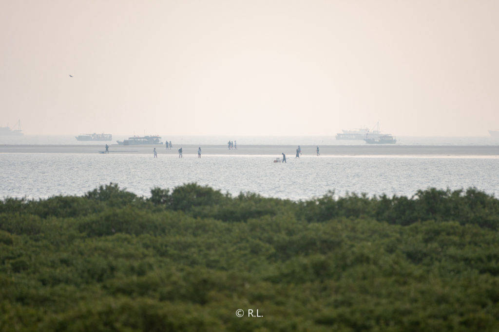 20211031北部湾, 北海, 滨海国家湿地公园