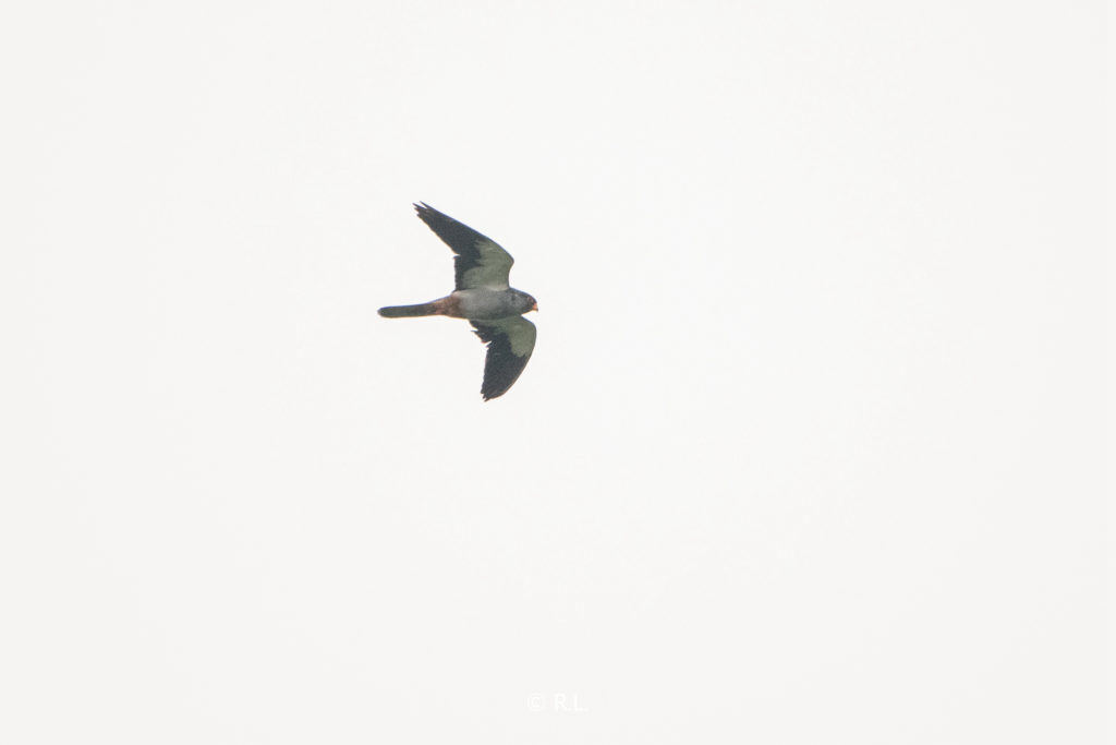 20211030北海, 冠头岭, 红脚隼, 雄