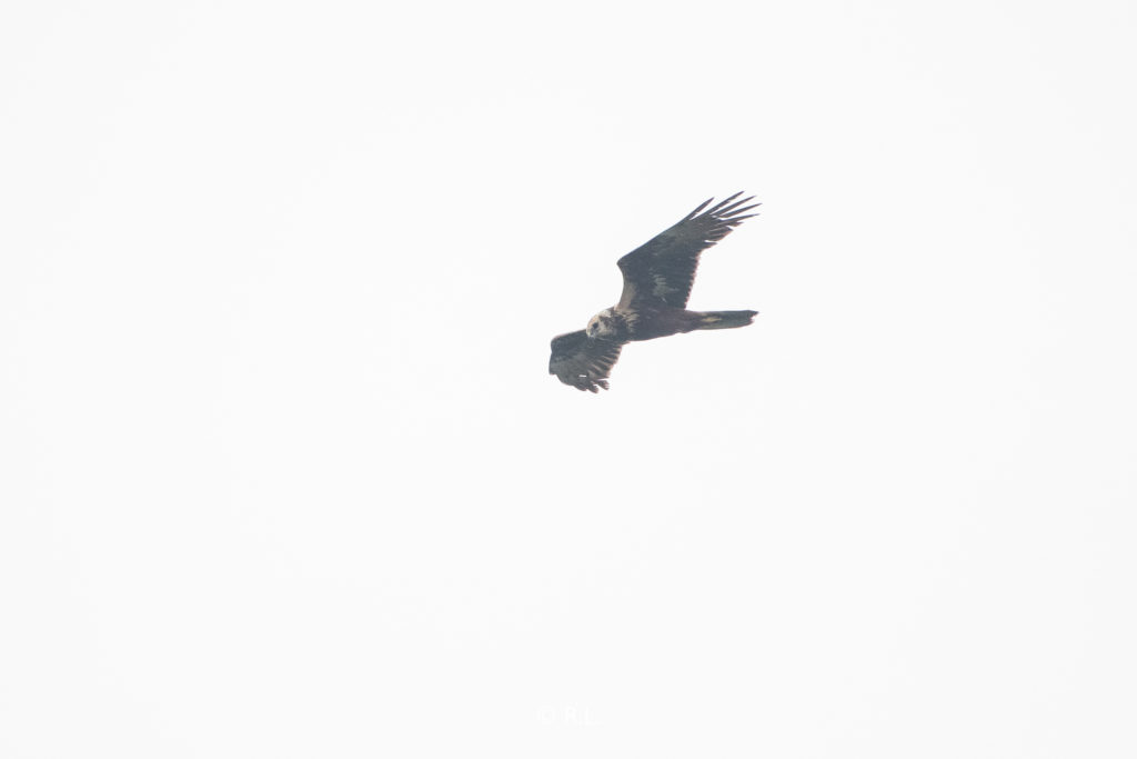 20211030白腹鹞, 北海, 冠头岭