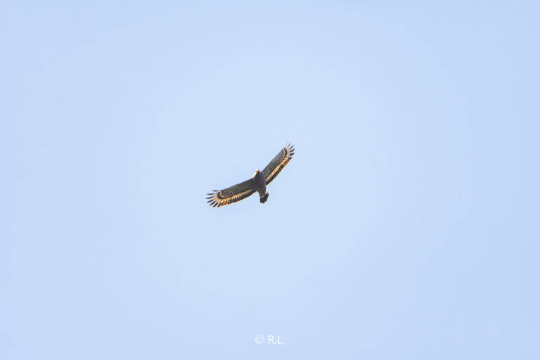 20211029牌坊沟水库, 彭州, 蛇雕