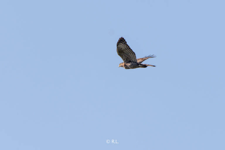 20211029牌坊沟水库, 彭州, 松雀鹰