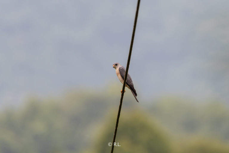 20190713赤腹鹰, 毛家湾, 彭州