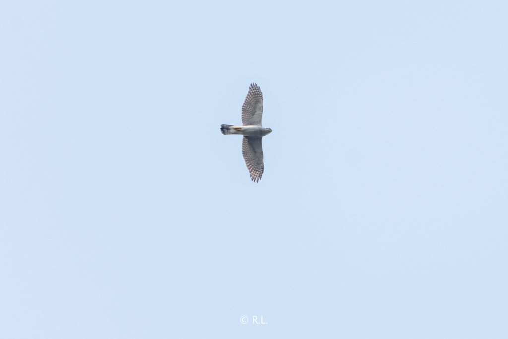 20211117苍鹰, 牌坊沟水库, 彭州