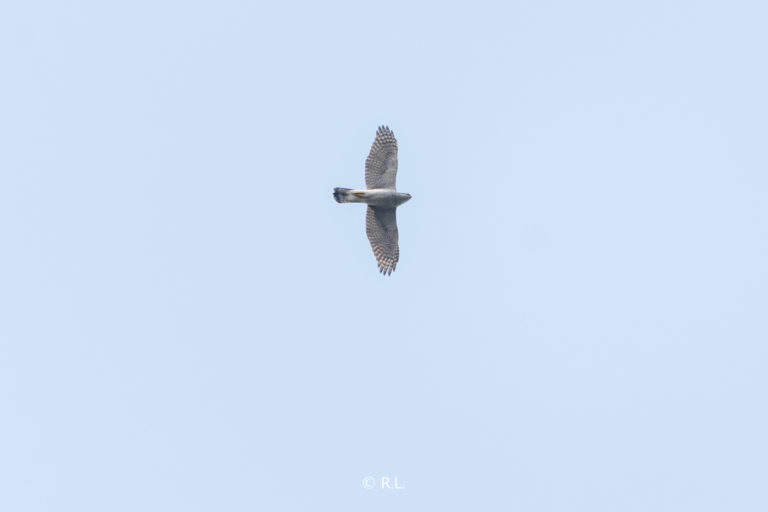 20211117苍鹰, 牌坊沟水库, 彭州