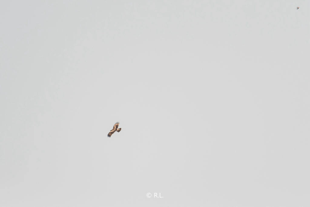 20200929上翼面, 成都, 龙泉山, 靴隼雕