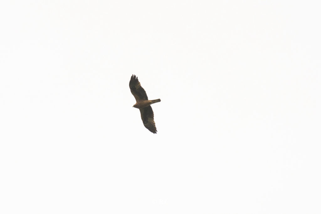 20210321彭州, 熙玉村, 靴隼雕