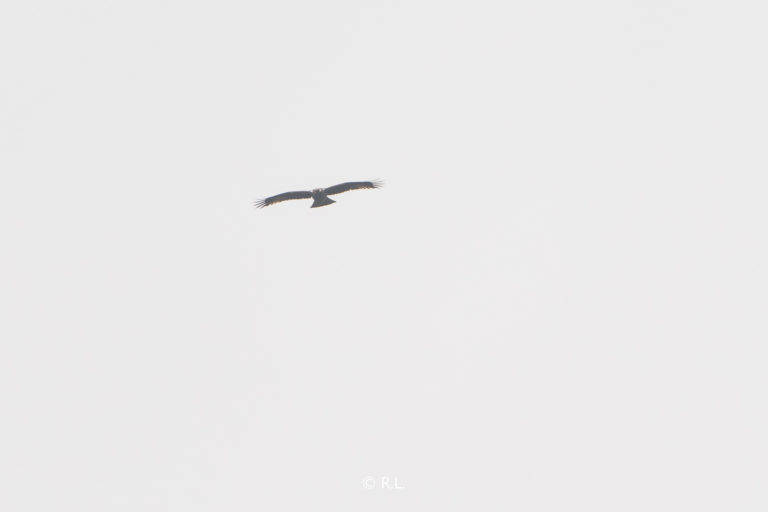 20210418成都, 龙泉山, 靴隼雕