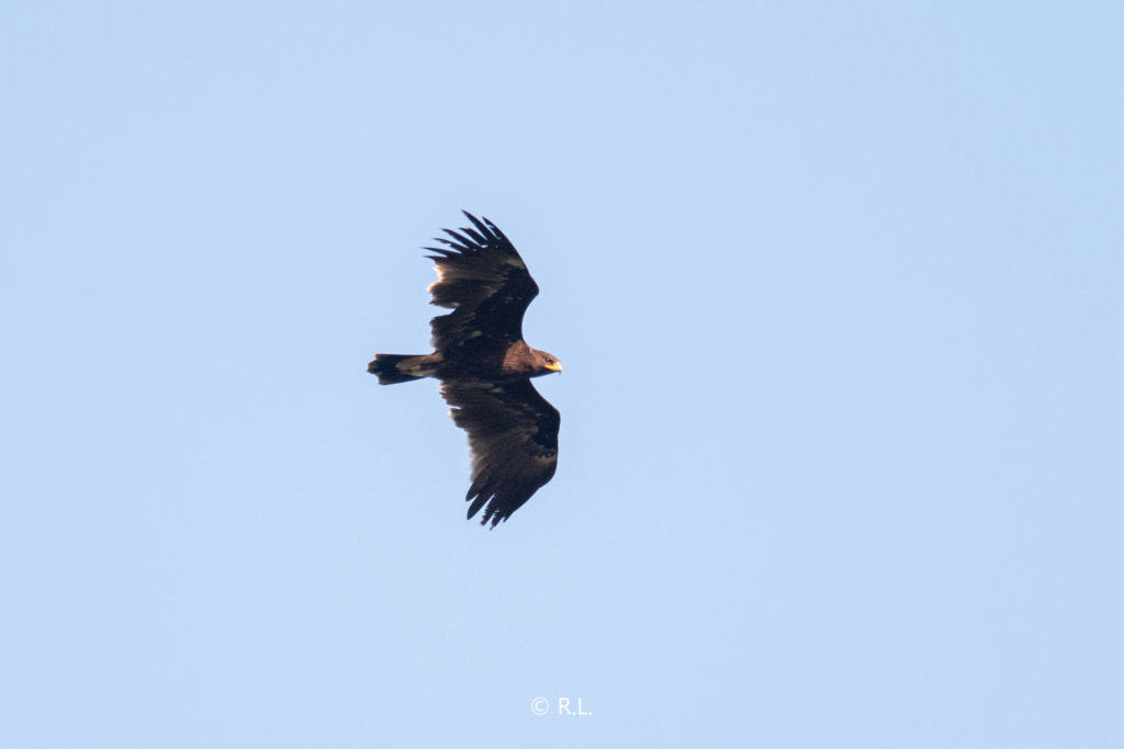 20200929成都, 龙泉山, 乌雕