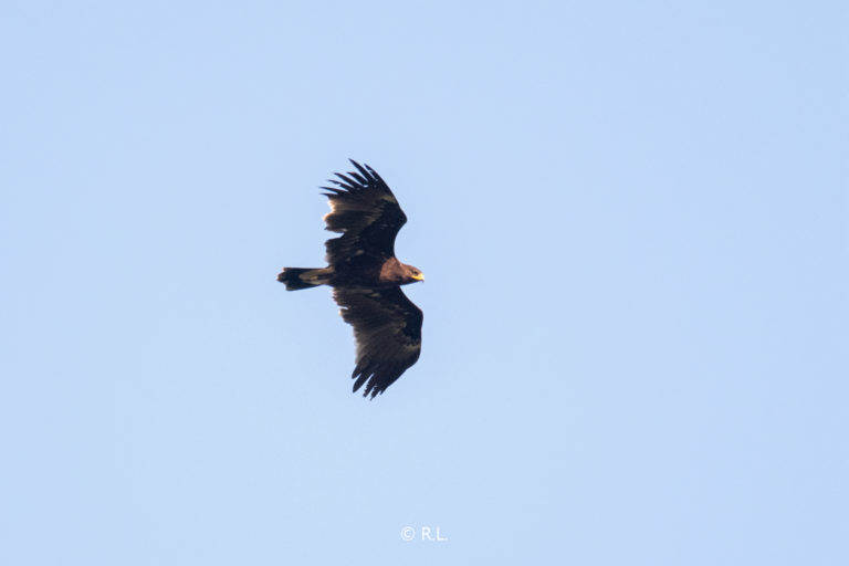 20200929成都, 龙泉山, 乌雕